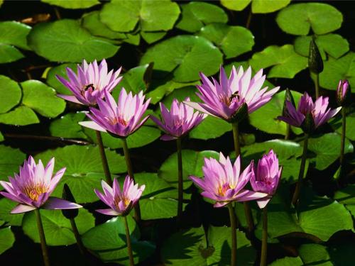 Water lilies (1)